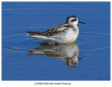 20190905 6902 Red-necked Phalarope.jpg