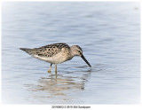 20190903 2 5919 Stilt Sandpiper 3.jpg