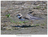 20190905 6425 Semipalmated Plover.jpg