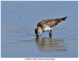 201909032 5965 2 White-rumped Sandpiper.jpg