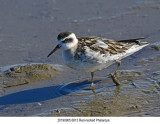 20190905 6813 Red-necked Phalarope.jpg