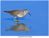 20190905 6948 Pectoral Sandpiper.jpg