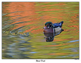 20151103 214 Wood Duck.jpg