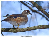 201904111026 Wood Duck.jpg