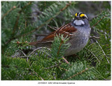 20190501 3260 Whitethroated Sparrow.jpg