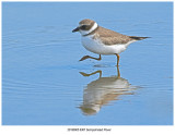 20190905 6367 Semipalmated Plover.jpg