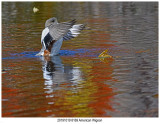 20191019 8169 American Wigeon.jpg