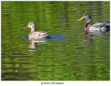 20191019 7805 Mallards.jpg