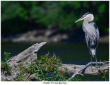 20190801 0772 Great Blue Heron.jpg