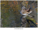 20191029 8560 Wood Duck.jpg