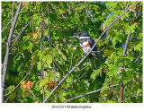 20191019 7748 Belted Kingfisher.JPG