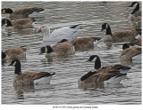 20191111 8701 SERIES - Snow goose and Camada Goose.jpg