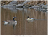 20191111 8644 Camada Goose Common Merganser.jpg