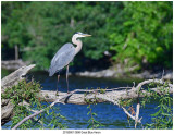 20190801 0698 Great Blue Heron.jpg