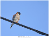 20191119 9136 American Kestrel.jpg