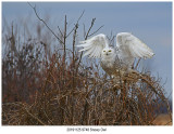20191125 9748 Snowy Owl.jpg