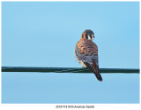 20191119 9105 American Kestrel r1.jpg