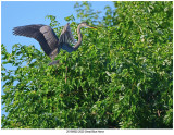 20190802 2020 Great Blue Heron.jpg