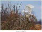 20191125 9744 Snowy Owl.jpg