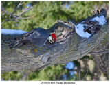 20191119 8913 Pileated Woodpecker.jpg
