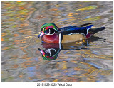 20191029 8529 Wood Duck.jpg