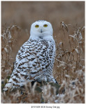 20191209 0035 Snowy Owl.jpg
