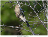 20191209 9870 House Finch.jpg