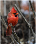 20191209 9916 Northern Cardinal.jpg