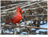 20191209 9909 Northern Cardinal2.jpg