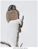 20191217 0572 Northern Hawk_Owl.jpg