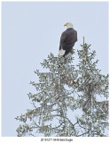 20191217 0446 Bald Eagle.jpg