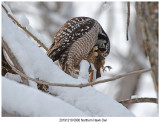 20191219 0900 Northern Hawk Owl.jpg