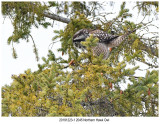 201912231 2045 Northern Hawk Owl.jpg