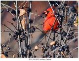 20191224 2607 Northern Cardinal.jpg