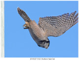 20191227 3122-2 Northern Hawk Owl.jpg