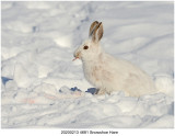 20200213 4681 Snowshoe Hare.jpg