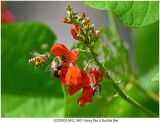 20200906 SERIES - 8402, 8401 Honey Bee & Bumble Bee xxx.jpg