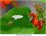 20200906 8401 SERIES - Honey Bee & Bumble Bee r1.jpg