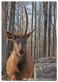 20121121 - 1 787 Red Deer.jpg