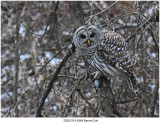 20201219 9384 SERIES - Barred Owl .jpg