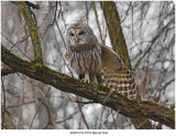 20201219 9118 Barred Owl.jpg