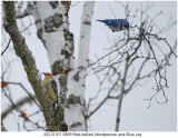 20210107 5669 Red-bellied Woodpecker and Blue Jay.jpg