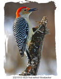 20210103 9029 Red-bellied Woodpecker 2.jpg