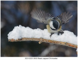 20210225 0600 Black-capped Chickadee.jpg