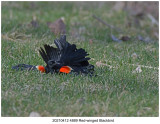 20210412 4889 SERIES - Red-winged Blackbird.jpg