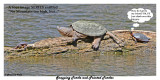 283 SERIES - Snapping Turtle and Painted Turtles r1.jpg