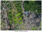 20220802 1584 SERIES -  Belted Kingfisher.jpg