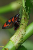 Jardin flore et insectes