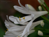 20141212_0972 The White Agapanthus (Fri 12 Dec)