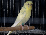 210424_143843_0030 Bella The Budgie (Sat 24 Apr 21)